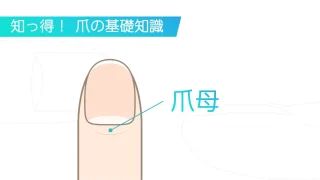 爪母（ネイルマトリクス）とは？爪母の場所と爪母の損傷予防の
