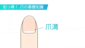 爪溝の基礎知識と部位の図解