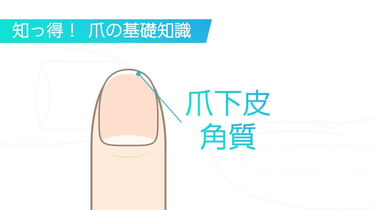 爪下皮角質（ルースハイポニキウム）とは？爪やすりの時に知って