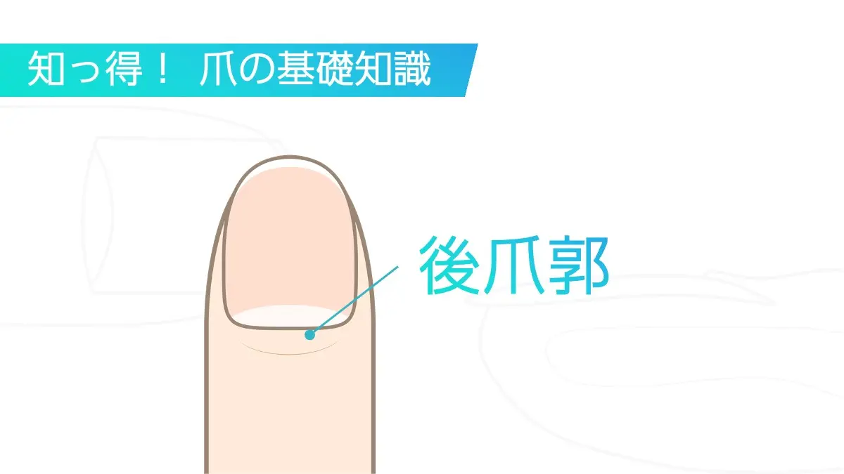 爪　基礎から臨床まで 爪 基礎から臨床まで 改訂第2版 | 東 禹彦 |本 | 通販 | Amazon