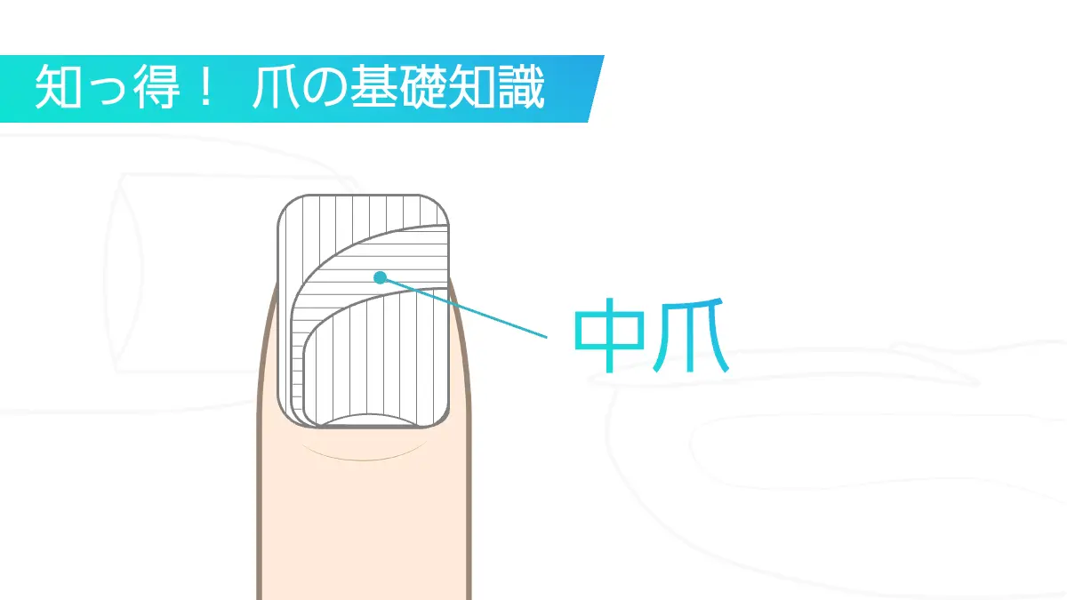 中爪（ミドルプレート）とは？三層構造の大部分を占める中爪のおすすめ 