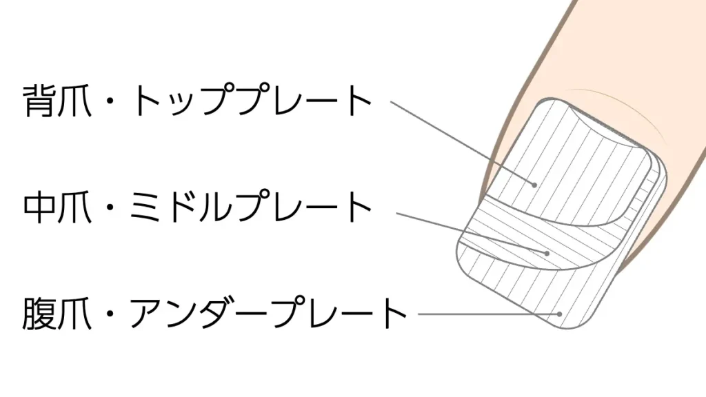 爪の三層構造の解説断面図（背爪・中爪・腹爪）